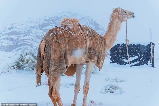Ngỡ ngàng bộ ảnh tuyết phủ sa mạc Sahara đẹp như mơ ảnh 9