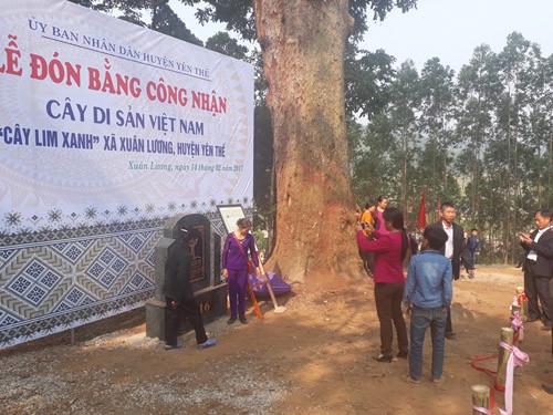 Cận cảnh cây lim nghìn năm tuổi ở Bắc Giang ảnh 5