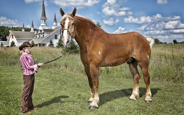 Con ngựa cao nhất thế giới: Big Jake, 9 tuổi thuộc giống Gelding của Bỉ. Nó có chiều cao 2,10 m lúc chưa đóng móng sắt. Con ngựa này thuộc trang trại Smokey Hollow ở Poynette, Wisconsin, Mỹ