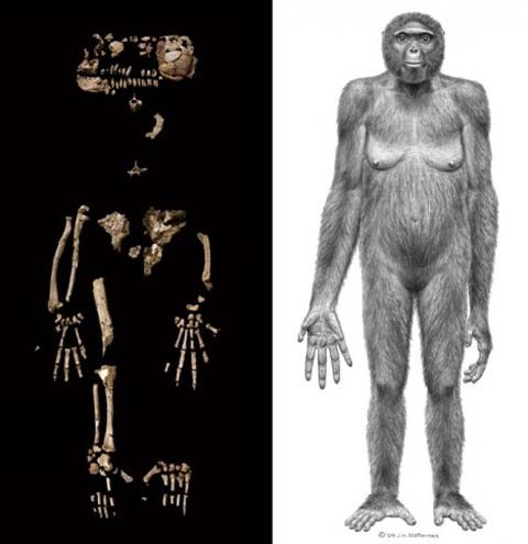 Những phát hiện xác định nguồn gốc loài người ảnh 7