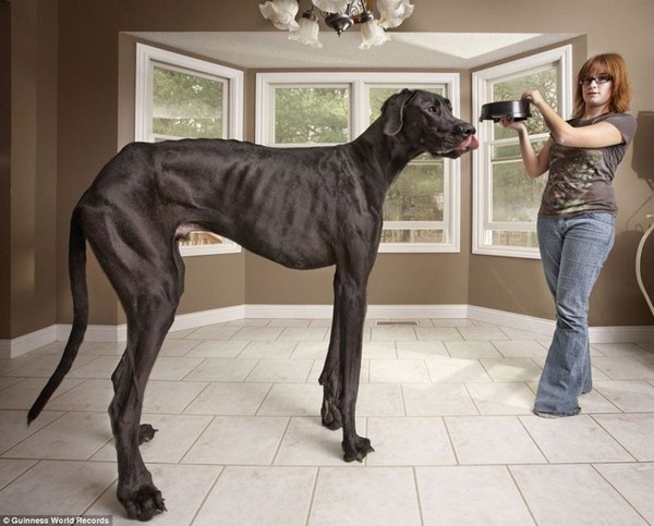 Chú chó cao nhất thế giới: Đó là chú chó 3 tuổi Zeus, giống Great Dean với chiều cao đo từ chân đến vai là 1,118 m