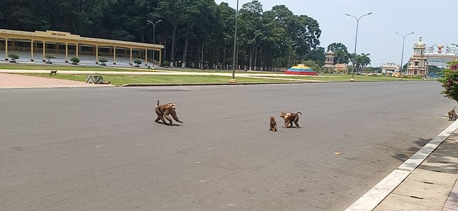 Vắng khách du lịch mùa dịch, bầy khỉ ở Tòa Thánh Tây Ninh đói ăn tràn ra đường ảnh 4