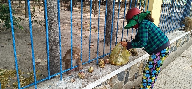 Vắng khách du lịch mùa dịch, bầy khỉ ở Tòa Thánh Tây Ninh đói ăn tràn ra đường ảnh 8