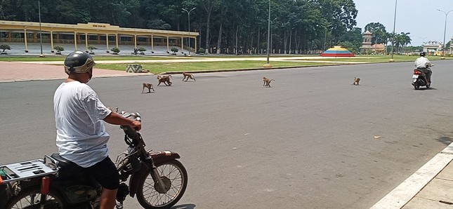 Vắng khách du lịch mùa dịch, bầy khỉ ở Tòa Thánh Tây Ninh đói ăn tràn ra đường ảnh 6