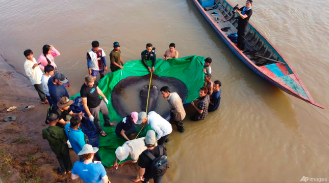 Bắt được cá đuối khổng lồ trên sông Mekong ảnh 2