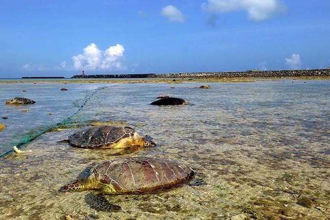 Hàng loạt rùa biển bị đâm chết, nằm la liệt bờ biển Nhật Bản ảnh 1