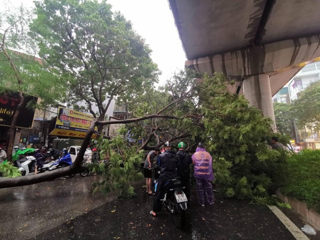 Hà Nội mưa to gió lớn, cây xanh bật gốc đổ trúng người đi xe máy ảnh 3