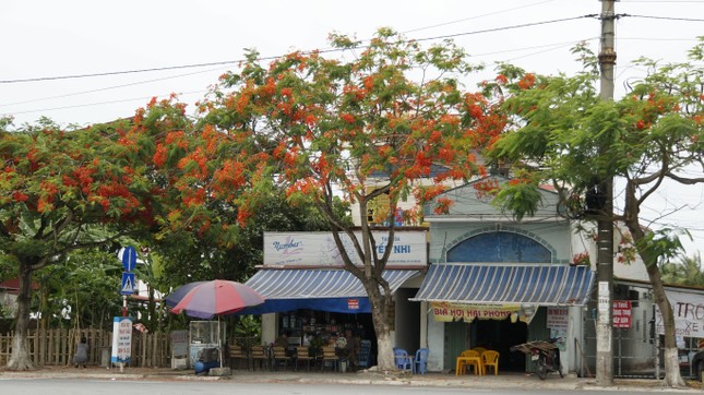 Rực rỡ con đường hoa phượng ở Hải Phòng: Chụp vội cũng có ảnh check-in tuyệt đẹp ảnh 2