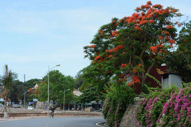 Rực rỡ con đường hoa phượng ở Hải Phòng: Chụp vội cũng có ảnh check-in tuyệt đẹp ảnh 5