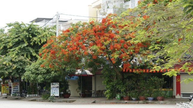 Rực rỡ con đường hoa phượng ở Hải Phòng: Chụp vội cũng có ảnh check-in tuyệt đẹp ảnh 7