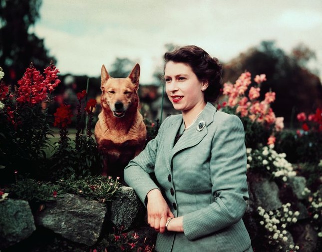 Bầy Corgi của Nữ hoàng Elizabeth thì nổi tiếng quá rồi, nhưng có những điều bạn chưa biết ảnh 3