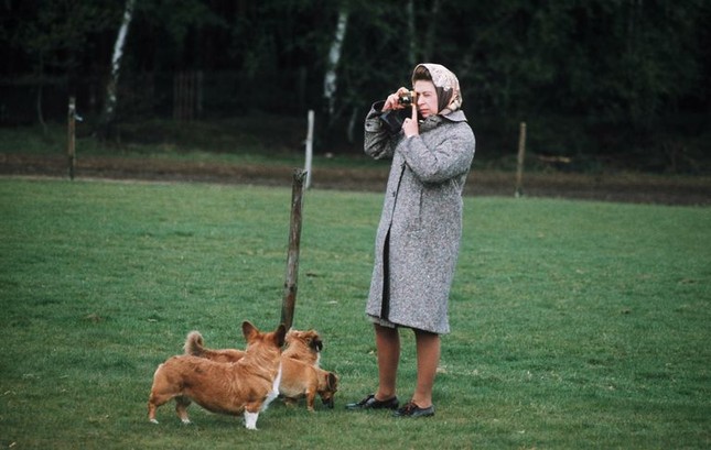 Bầy Corgi của Nữ hoàng Elizabeth thì nổi tiếng quá rồi, nhưng có những điều bạn chưa biết ảnh 4