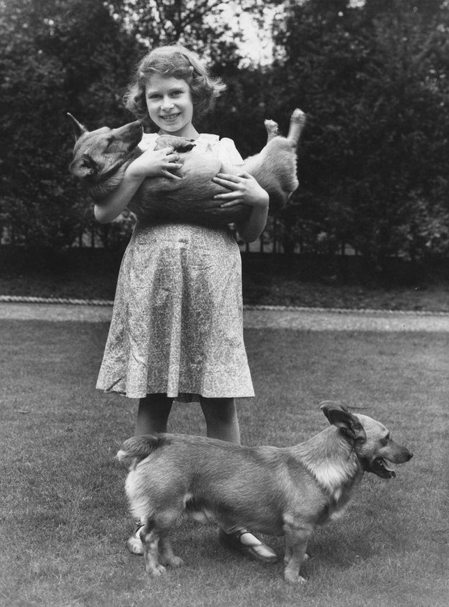 Bầy Corgi của Nữ hoàng Elizabeth thì nổi tiếng quá rồi, nhưng có những điều bạn chưa biết ảnh 1