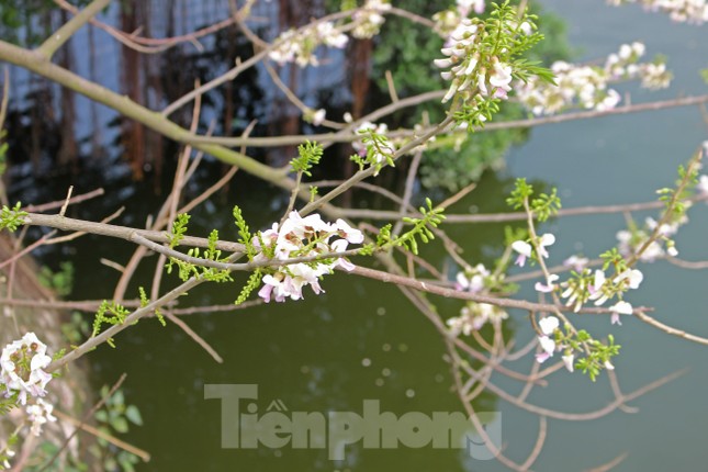 Đỗ mai khoe sắc mơ màng phủ trắng đền Thủy Trung Tiên ảnh 4