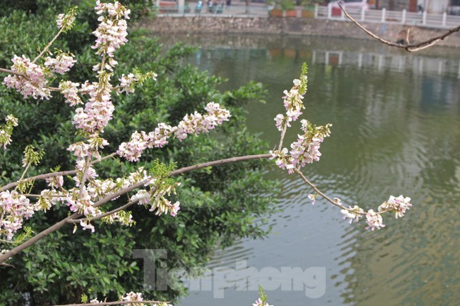 Đỗ mai khoe sắc mơ màng phủ trắng đền Thủy Trung Tiên ảnh 3