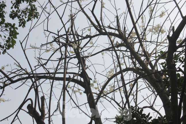 Đỗ mai khoe sắc mơ màng phủ trắng đền Thủy Trung Tiên ảnh 6