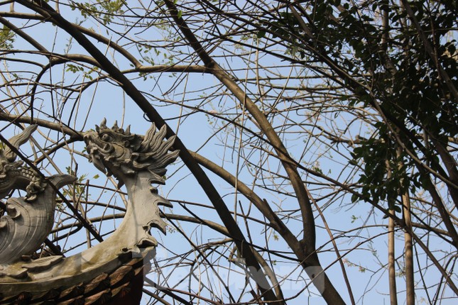 Đỗ mai khoe sắc mơ màng phủ trắng đền Thủy Trung Tiên ảnh 2