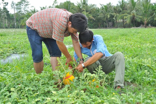 Dưa hồ lô vàng rực phục vụ 'dân sành' chơi Tết ảnh 10