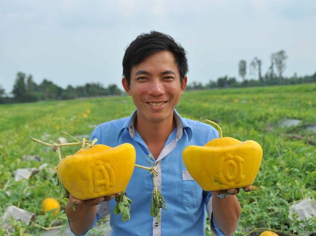 Dưa hồ lô vàng rực phục vụ 'dân sành' chơi Tết ảnh 1