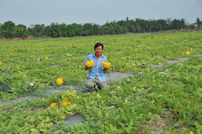 Dưa hồ lô vàng rực phục vụ 'dân sành' chơi Tết ảnh 2
