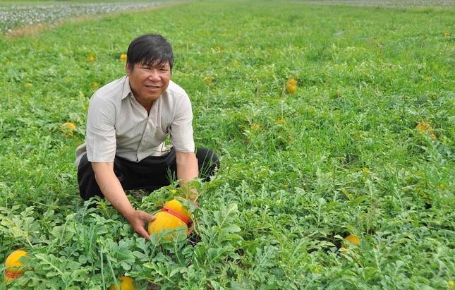 Dưa hồ lô vàng rực phục vụ 'dân sành' chơi Tết ảnh 5