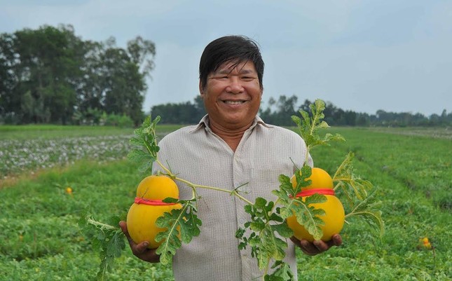 Dưa hồ lô vàng rực phục vụ 'dân sành' chơi Tết ảnh 6