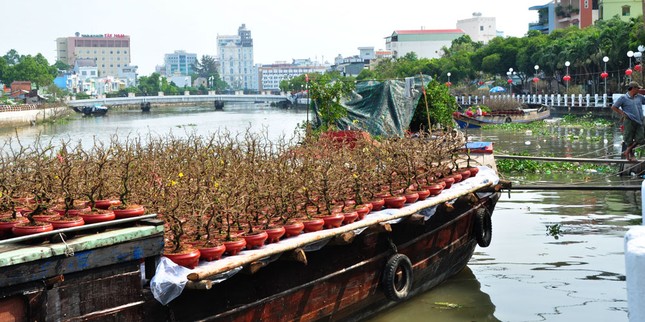 Hoa kiểng tấp nập lên phố Tây Đô, khoe sắc dịp cận Tết ảnh 8