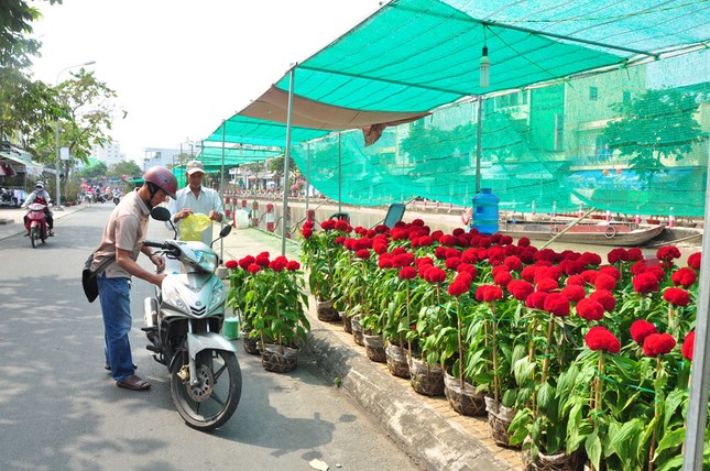 Hoa kiểng tấp nập lên phố Tây Đô, khoe sắc dịp cận Tết ảnh 9
