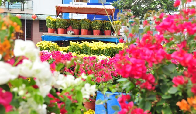 Hoa kiểng tấp nập lên phố Tây Đô, khoe sắc dịp cận Tết ảnh 11