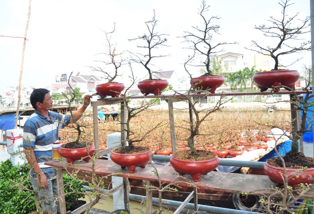 Hoa kiểng tấp nập lên phố Tây Đô, khoe sắc dịp cận Tết ảnh 1
