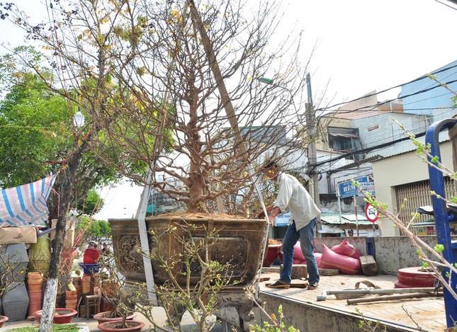 Hoa kiểng tấp nập lên phố Tây Đô, khoe sắc dịp cận Tết ảnh 2