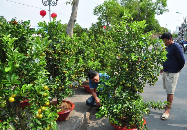 Hoa kiểng tấp nập lên phố Tây Đô, khoe sắc dịp cận Tết ảnh 4