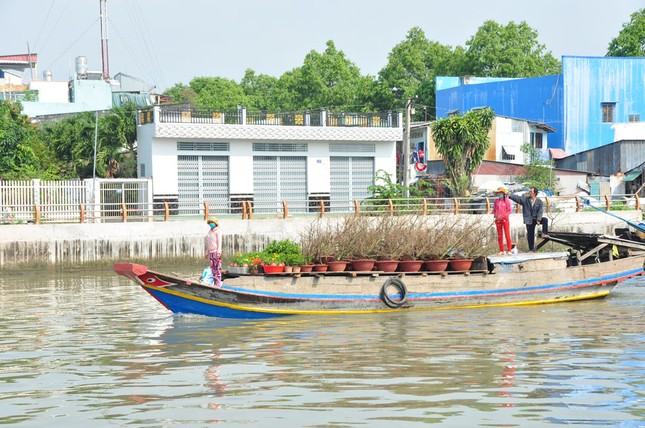 Hoa kiểng tấp nập lên phố Tây Đô, khoe sắc dịp cận Tết ảnh 6