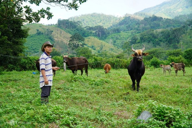 Đàn bò tót béo tốt của ông nông dân ảnh 1