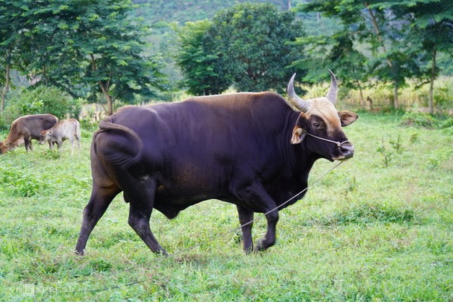 Đàn bò tót béo tốt của ông nông dân ảnh 2