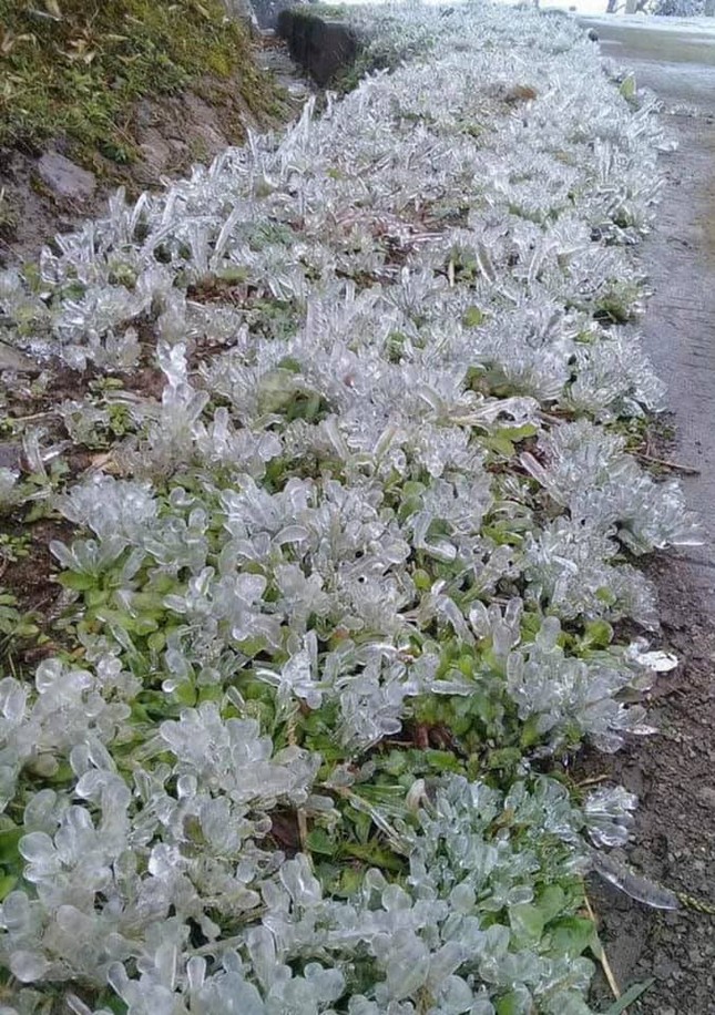 Băng tuyết phủ trắng đỉnh núi Phia Oắc ở Cao Bằng ảnh 1