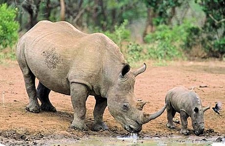 Loài tê giác nào duy nhất chỉ còn ở Indonesia?