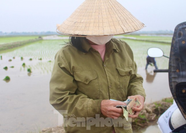 Cận Tết, nông dân xuống ruộng cấy thuê kiếm nửa triệu mỗi ngày ảnh 7