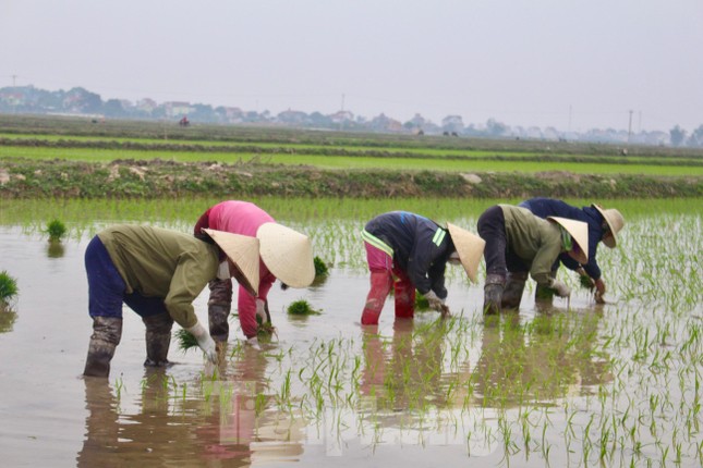 Cận Tết, nông dân xuống ruộng cấy thuê kiếm nửa triệu mỗi ngày ảnh 2