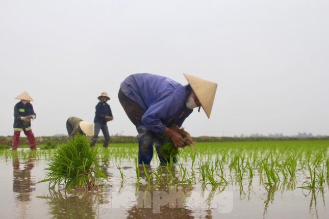 Cận Tết, nông dân xuống ruộng cấy thuê kiếm nửa triệu mỗi ngày ảnh 3