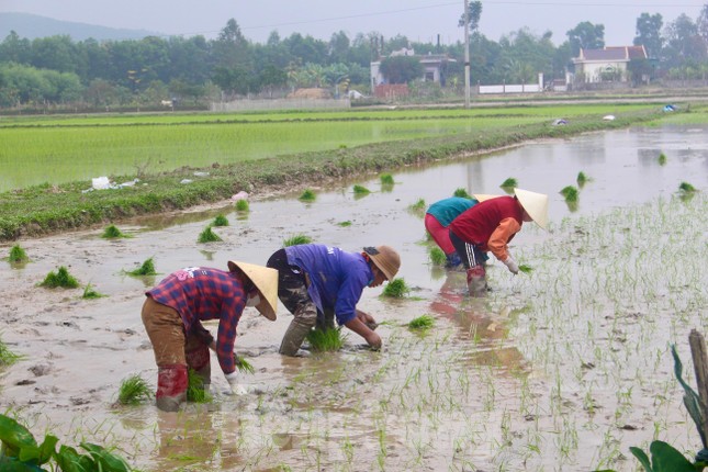 Cận Tết, nông dân xuống ruộng cấy thuê kiếm nửa triệu mỗi ngày ảnh 6