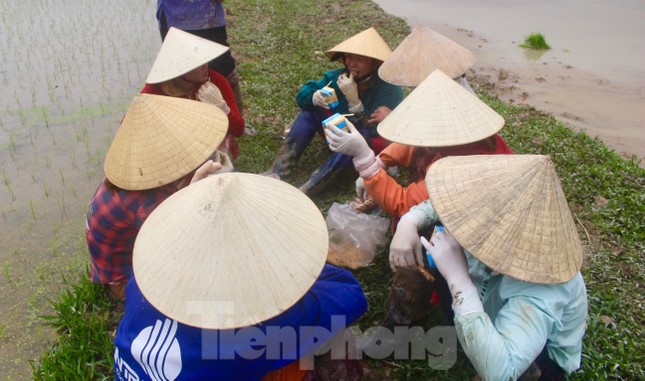 Cận Tết, nông dân xuống ruộng cấy thuê kiếm nửa triệu mỗi ngày ảnh 5