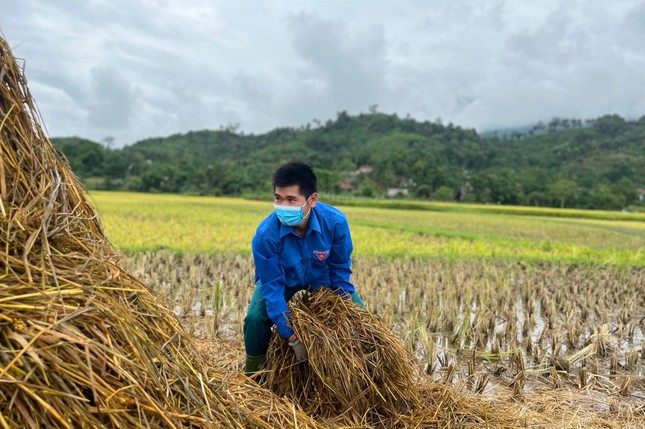 'Áo xanh' xuống đồng giúp người dân thu hoạch lúa đổ rạp sau mưa lũ ảnh 9