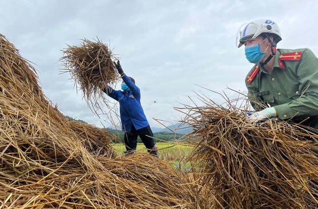'Áo xanh' xuống đồng giúp người dân thu hoạch lúa đổ rạp sau mưa lũ ảnh 10