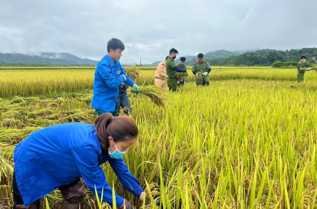 'Áo xanh' xuống đồng giúp người dân thu hoạch lúa đổ rạp sau mưa lũ ảnh 2
