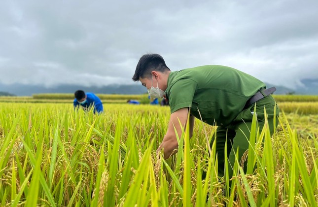 'Áo xanh' xuống đồng giúp người dân thu hoạch lúa đổ rạp sau mưa lũ ảnh 5