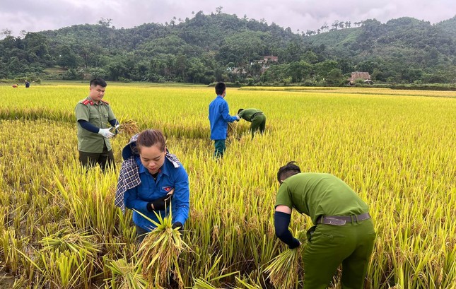 'Áo xanh' xuống đồng giúp người dân thu hoạch lúa đổ rạp sau mưa lũ ảnh 7