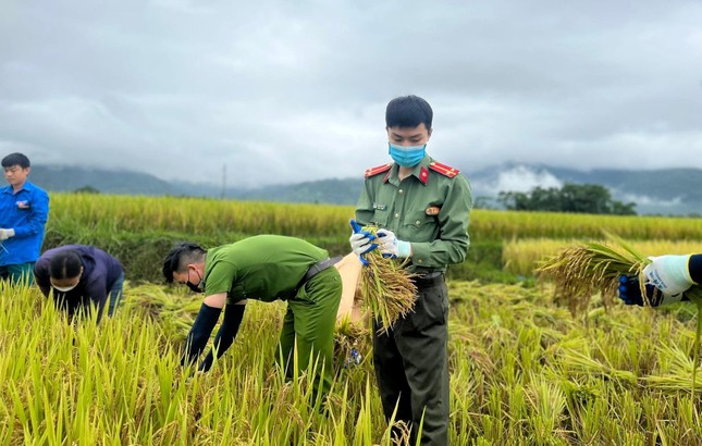 'Áo xanh' xuống đồng giúp người dân thu hoạch lúa đổ rạp sau mưa lũ ảnh 6