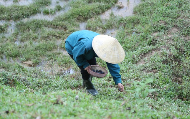 Đổ xô đi hái thuê đặc sản trám đen, bỏ túi tiền triệu mỗi ngày ảnh 10