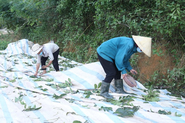 Đổ xô đi hái thuê đặc sản trám đen, bỏ túi tiền triệu mỗi ngày ảnh 6